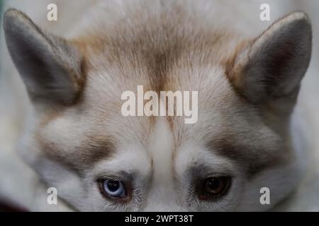 A Siberian Husky in their pen during day three at the Crufts Dog Show at the National Exhibition Centre NEC in Birmingham. Picture date Saturday March 9 2024 Stock Photo Alamy