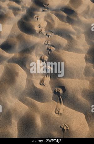 birds footprints in sand Stock Photo