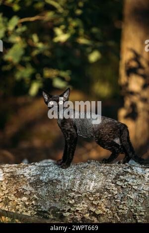 Cute Funny Curious Gray Black Devon Rex Cat sitting on fallen tree trunk in forest, garden. Obedient Devon Rex Cat With Cream Fur Color looking at Stock Photo