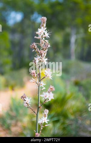 Asphodelus ramosus, inflorescence with many white flowers is in focus in front of a blurred natural background with pine forest, hiking trail from Stock Photo