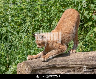 Eurasian lynx (Lynx lynx) standing on a tree trunk and sharpening its claws, captive, Germany Stock Photo