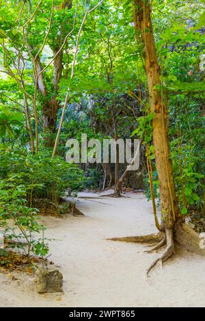 Trekking trail at Maya Bay on Ko Phi Phi Don, jungle, rainforest, beach, holiday, beach holiday, holiday paradise, paradise, tourism, tropical Stock Photo