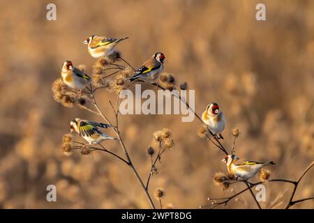 Goldfinches perched on thistles during the golden hour in autumn, Carduelis carduelis, Goldfinch Stock Photo