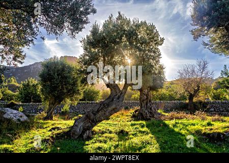 Warm sunset light filters through an olive tree next to a stone wall, Hiking tour from Estellences to Banyalbufar, Mallorca Stock Photo