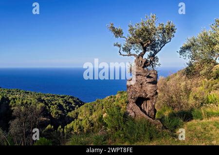 A lone, rugged tree stands on a cliff overlooking the sea under a clear sky, Hiking tour from Estellences to Banyalbufar, Mallorca Stock Photo