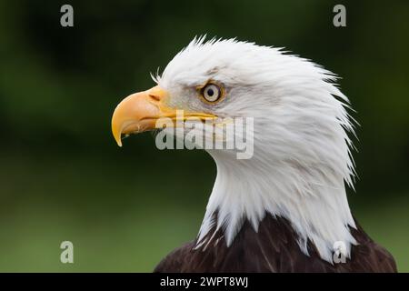 Bald Eagle bird of prey close up of head in side profile showing white and brown feathers plumage and curved hooked beak bill staring eye Stock Photo