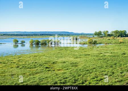 View in a wetland with flooded beach meadow and lush green grass, Hornborgasjoen, Sweden Stock Photo
