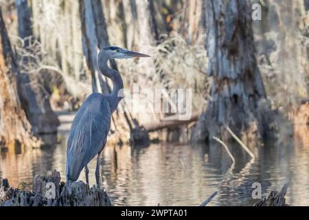 Great blue heron wading bird stands on tree stump in Louisiana bayou swamp side on with trees Spanish moss in background Stock Photo