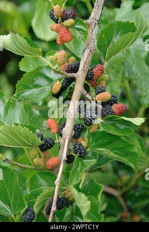 Black mulberry (Morus nigra 'Black Tabor'), Bundessorteamt, Pruefstelle Marquardt, Marquardt, 81 Stock Photo