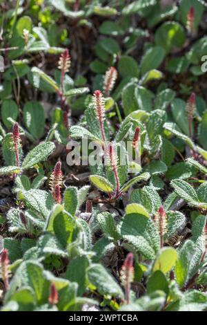 Net-leaved willow (Salix reticulata), Mainau Island, Switzerland Stock Photo