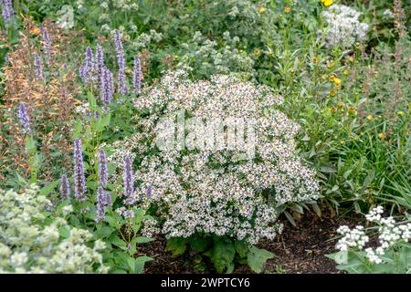 White forest aster (Aster divaricatus 'Tradescant'), Federal Garden Show Havel Region 2015, Brandenburg, Brandenburg, Germany Stock Photo