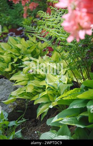 Gold leaf funkia (Hosta 'Gold Standard'), Hutberg, Saxony, Germany Stock Photo
