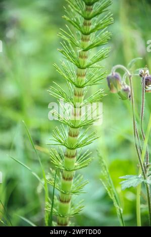 Horsetail (Equisetum giganteum), Eberswalde Forest Botanical Garden, Eberswalde, Brandenburg, Germany Stock Photo