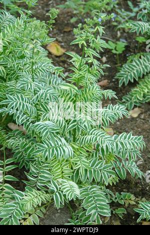 White-coloured Jacob's ladder (Polemonium caeruleum 'Brise d'Anjou'), Federal Garden Show, Schwerin, 81 Stock Photo