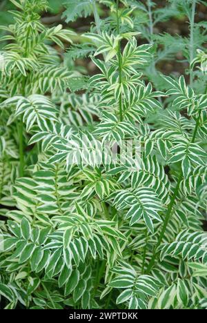 White-coloured Jacob's ladder (Polemonium caeruleum 'Brise d'Anjou'), Federal Garden Show, Schwerin, 81 Stock Photo