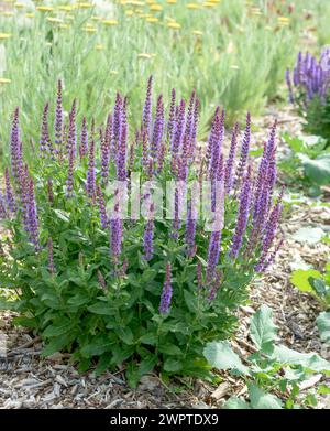 Steppe sage (Salvia nemorosa 'Ostfriesland'), Aldi, Koenigsbrueck, Saxony, Germany Stock Photo
