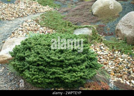 Dwarf balsam fir (Abies balsamea 'Nana'), Findlingspark, Saxony, Germany Stock Photo