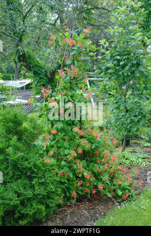 Fire honeysuckle (Lonicera brownii 'Dropmore Scarlet'), Burtnicken, 117 Stock Photo