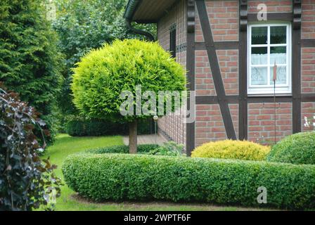 Ball cypress (Chamaecyparis lawsoniana 'Yvonne'), Schalsee, Ratzeburg, 81 Stock Photo