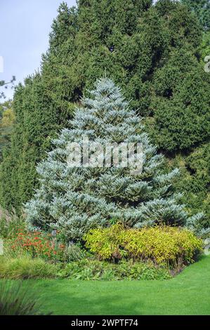 Korean fir (Abies koreana 'Silberlocke'), Arboretum Kalmthout, Kalmthout, Antwerp, Belgium Stock Photo