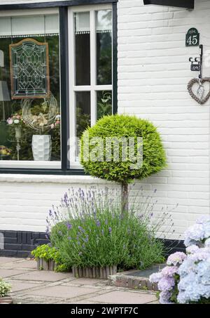 False cypress (Chamaecyparis lawsoniana 'Ivonne'), common box (Buxus sempervirens var. arborescens), bigleaf hydrangea (Hydrangea macrophylla) Stock Photo