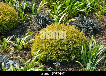 Yellow dwarf arborvitae (Thuja occidentalis 'Golden Tuffet'), Jeddeloh nursery, Lower Saxony, Germany Stock Photo