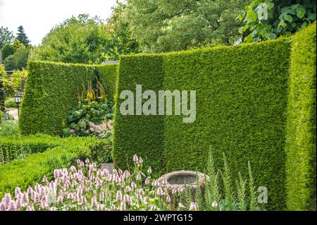 Western arborvitae (Thuja occidentalis 'Brabant'), Appeltern, Gelderland, Netherlands Stock Photo