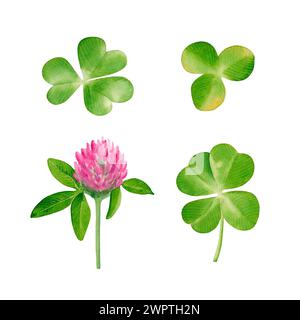 Watercolor set of clover flower and leaves.  Hand drawn illustration isolated on a white background Stock Photo