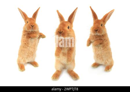 three standing rabbit on a white background Stock Photo