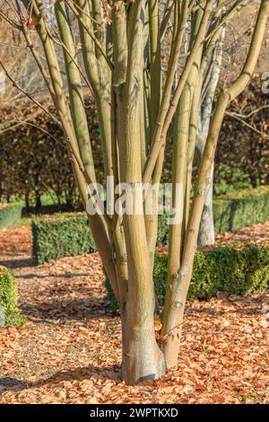 Hawthorn-leaved maple (Acer crataegifolium 'Veitchii'), Pruhonice Dendrological Garden, Pruhonice, Prague, Czech Republic Stock Photo