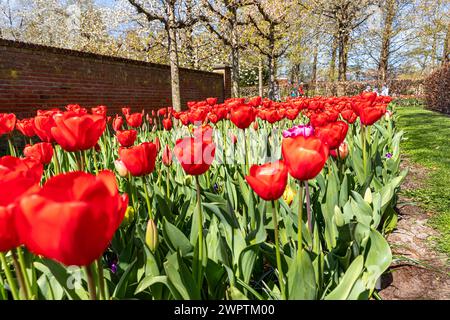 April 14, 2022 Lisse Netherlands. Beautiful spring flowers in Keukenhof park. Stock Photo