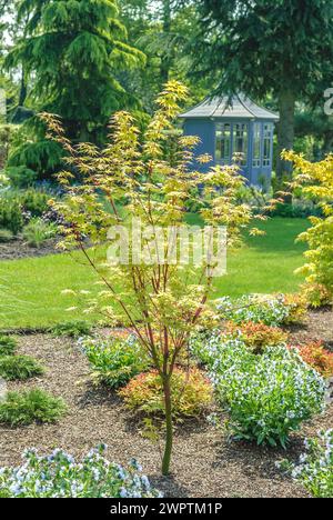 Fan maple (Acer palmatum 'Sangokaku'), zu Jeddeloh nursery, Edewecht, Lower Saxony, Germany Stock Photo