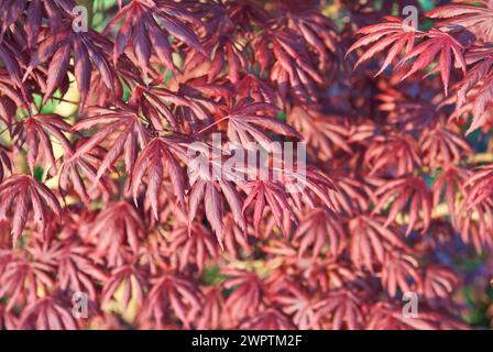 Japanese fan maple (Acer palmatum 'Trompenburg'), Park der Gaerten, Lower Saxony, Germany Stock Photo