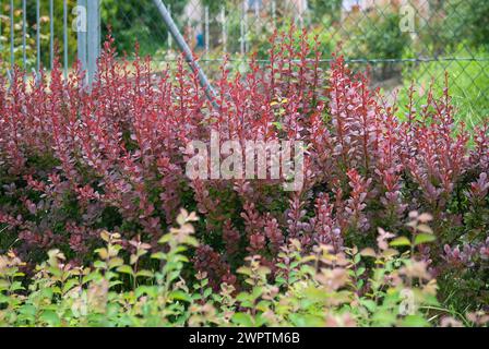 Blood barberry (Berberis thunbergii 'Atropurpurea'), Pirna, 81 Stock Photo