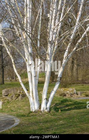 White-barked Himalayan birch (Betula utilis 'Doorenbos'), Britzer Garten, Berlin, Berlin, Germany Stock Photo