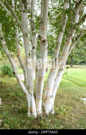 White-barked Himalayan birch (Betula utilis 'Doorenbos'), Britzer Garten, Berlin, Berlin, Germany Stock Photo