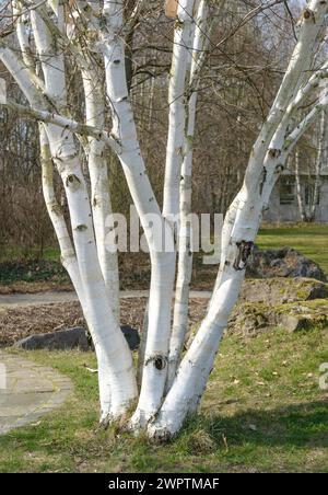 White-barked Himalayan birch (Betula utilis 'Doorenbos'), Britzer Garten, Berlin, Berlin, Germany Stock Photo