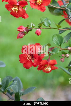 Ornamental quince (Chaenomelis superba 'Hollandia'), Marquardt, 81 Stock Photo