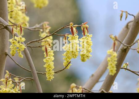 Mock hazel (Corylopsis sinensis 'Spring Purple'), San Nazarro, Ticino, Switzerland Stock Photo