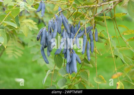 Blue sausage fruit (Decaisnea fargesii), Treptower Park, Hanover, Lower Saxony, Germany Stock Photo