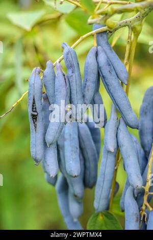 Blue sausage fruit (Decaisnea fargesii), Treptower Park, Hanover, Lower Saxony, Germany Stock Photo
