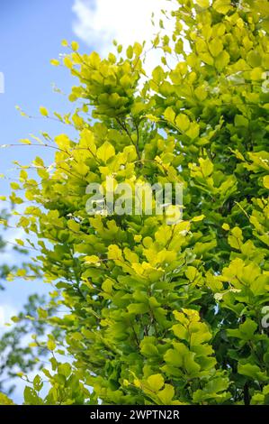 Yellow columnar beech (Fagus sylvatica 'Dawyck Gold'), Arboretum Woislowitz, Niemcza, Lower Silesia, Poland Stock Photo