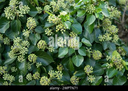 Shrub ivy (Hedera helix 'Arbori Compact'), Zuid-Holland, Netherlands Stock Photo