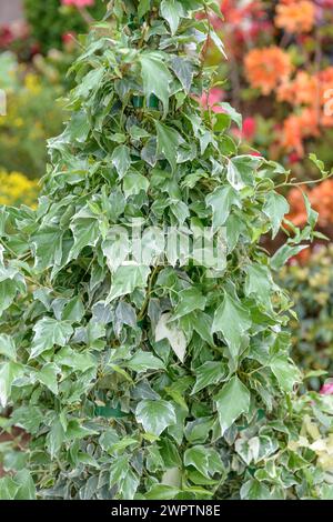 Ivy (Hedera helix 'Glacier'), Rhodo 2014, Bad Zwischenahn, Lower Saxony, Germany Stock Photo