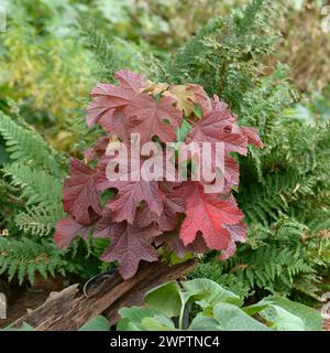 Oakleaf hydrangea (Hydrangea quercifolia 'Ruby Slippers'), Laussnitz, Saxony, Germany Stock Photo