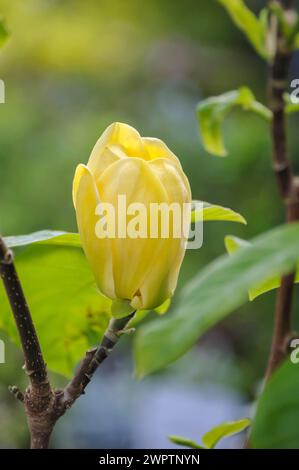 Magnolia x brooklynensis 'Yellow Bird', Werkmarkt Wittig, Jessen, Brandenburg, Germany Stock Photo