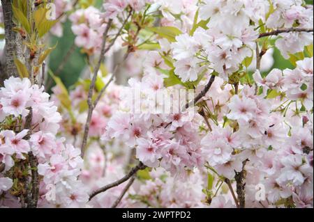 Ornamental columnar cherry (Prunus serrulata 'Amanogawa') Stock Photo