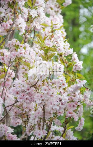 Ornamental columnar cherry (Prunus serrulata 'Amanogawa' Stock Photo ...