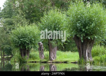 Pollarded willows in the Spreewald, white willow (Salix alba), Spreewald, Burg, 81 Stock Photo