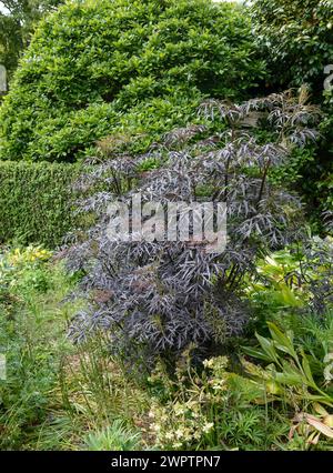 Black elder (Sambucus nigra BLACK LACE), Garden House, Yelverton, England, Great Britain Stock Photo